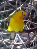 Prothonotary Warbler