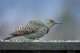 Northern Flicker