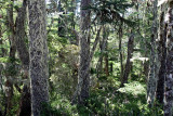 Nahuelbuta forest