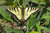 Papillon tigr