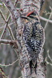 Pic maculé