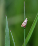  Micro Lpidoptre