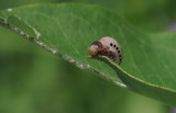 Larve de Chrysomèle de l'Asclépiade