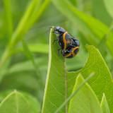 Chrysomèles de l'Asclépiade
