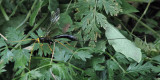 Megarhyssa atrata