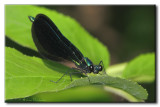 Demoiselle bistre - Calopteryx maculata