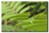 Demoiselle bistre - Calopteryx maculata