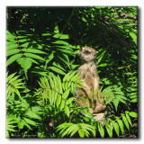 Suricate