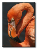 Flamant rose