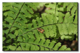 Microlpidoptre sur Capillaire