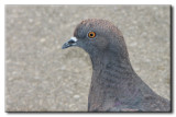 Pigeon biset