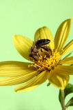 BEE AND FLOWER IMG_3469ok.jpg