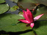 Nymphaea lotus - water lily - lokvanj (IMG_3253 copy.jpg)