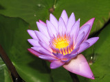 Lotus (IMG_5379 copy.jpg)