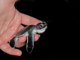 Young turtle - elva (IMG_6979.jpg)