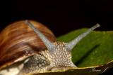 Hellix pomatia - large garden snail - veliki vrtni pol¾ (IMG_0180ok.jpg)