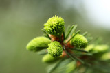 spruce shoots - smrekovi vriki (IMG_4282ok.jpg)