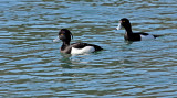 Aythya fuligula - tufted duck - opasta rnica (copke ok1.jpg)