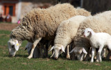 Flock of sheep - ovja creda3 ok.jpg