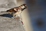 Passer domesticus - domai vrabec (IMG_2057ok.jpg)