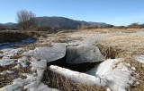 Esophagus on Cerknic lake - poiralnik (IMG_6700ok.jpg)