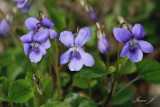Viola odorata (vijolice.jpg)