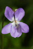 Viola odorata (vijolica1 copy.jpg)