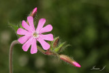 silene dioica - rdei slizek (rdeci slizek1 ok copy.jpg)