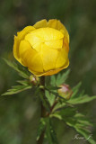 Trollius europaeus (pogacica1 ok copy.jpg)