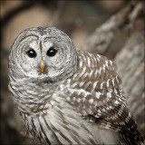 Barred Owl