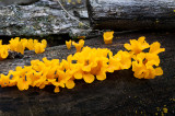 Glowing Yellow Fungus