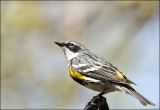 Yellow Rumped Warbler