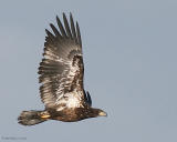 Bald Eagle (immature - 2nd year) (20D) IMG_7167 Bald Eagle (20D).jpg
