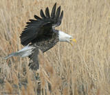 Bald Eagle (20D) IMG_7237.jpg