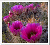 Blooming Cactus.jpg
