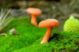 Wild Mushroom Landscape