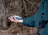 Blue Jay-passive upside down