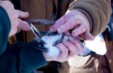 Blue Jay gets banded