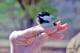 Chickadee- previously caught