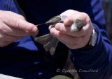 Eastern Phoebe-measuring wing