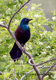 Grackle