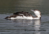 Loon- contentment (juvenile)