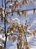 Beech in a snow blow