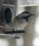 chickadee on feeder