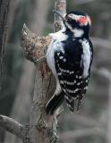 hairy.woodpecker-male
