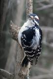 hairy.woodpecker-male2