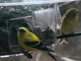 goldfinch-male+female