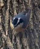 red-breasted nuthatch2