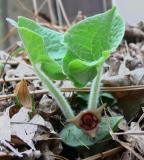 Wild Ginger and Bloodroot