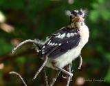 fledgling-rose-breasted grosbeak